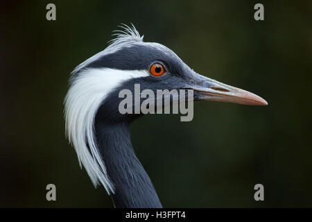 Demoiselle Kran (Anthropoides Virgo), auch bekannt als die blaue Kran. Tierwelt Tier. Stockfoto