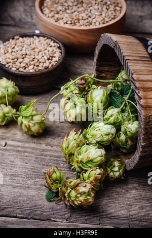 Holzfass mit der Herbsternte von Hopfendolden Stockfoto