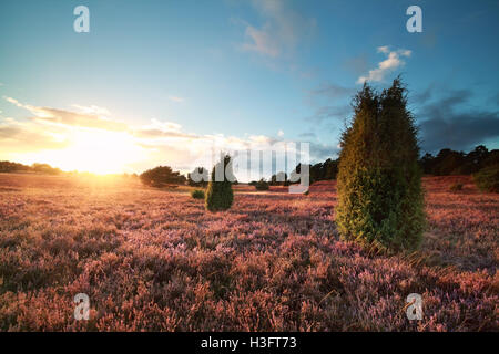 Sonnenuntergang über blühende Heide und Wacholder-Bäume im Sommer Stockfoto