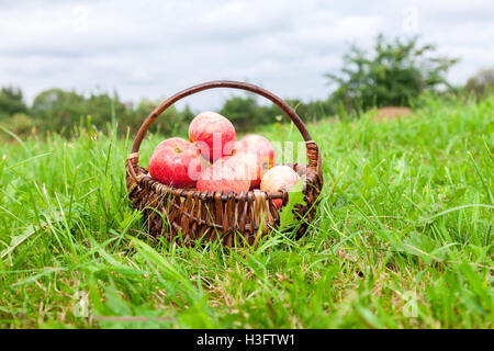 Hölzerne Weidenkorb mit frischen Reifen Äpfel im Garten auf dem grünen Rasen Stockfoto