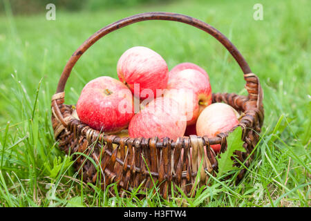 Hölzerne Weidenkorb mit frischen Reifen Äpfel im Garten auf dem grünen Rasen Stockfoto