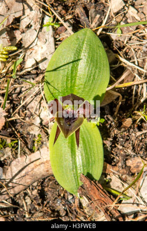 Chiloglottis Valida, gemeinsame Vogel Orchidee in Bałuk Willem Flora reserve, Belgrave South, Victoria, Australien Stockfoto