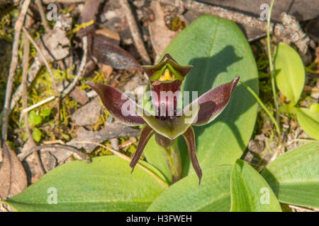 Chiloglottis Valida, gemeinsame Vogel Orchidee in Bałuk Willem Flora reserve, Belgrave South, Victoria, Australien Stockfoto