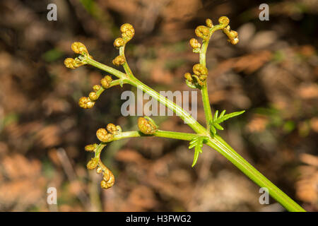 Pteridium Esculentum, Austral Bracken in Kinglake NP, Victoria, Australien Stockfoto