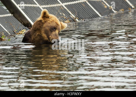 Braunbär, die Beute in den Kurilen See warten. Stockfoto