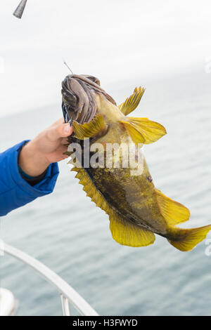 Makrele am Haken. Unteren Meeresangeln im Pazifik in der Nähe von Kamtschatka. Stockfoto