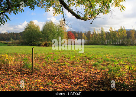 Blick auf Herbst entlang der Fluss vorderen Weide aus unter einem Baum. Stockfoto