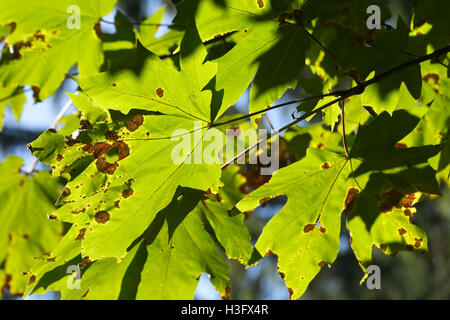 Blätter an einem Baum zu Beginn des Herbstes. Stockfoto