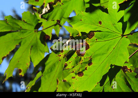 Großen Ahorn-Blätter hängen an einem Baum am Anfang des Herbstes anzeigen dort Rost Löcher des Verfalls gefärbt. Stockfoto