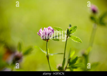 Nahaufnahme von Klee Blüte auf Sommerwiese Stockfoto