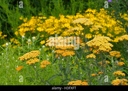 Garten-Schafgarbe in Gelb der Sorte Terrakotta - gelb Fernleaf Schafgarbe in Garten, Arten Terrakotta Stockfoto