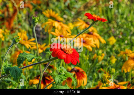 Mexikanische Sonnenblume Oder Tithonia Rotundifolia - mexikanische Sonnenblume oder Tithonia Rotundifolia im Sommer Stockfoto