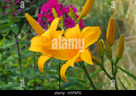 Taglilie der Sorte Reverend Traub - Taglilien der Gattung Reverend Traub im Sommer Stockfoto
