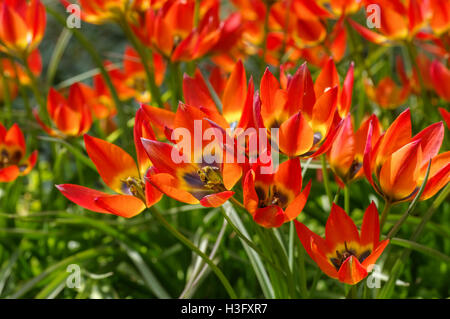 Wildtulpe der Sorte kleine Prinzessin - Wilde Tulpe Tulipa Little Princess im Frühjahr Stockfoto