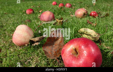 Windfall Äpfel unter Herbst Blätter im Obstgarten des englischen Garten an einem sonnigen Tag Anfang Oktober - 2016 Stockfoto