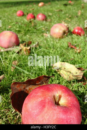 Windfall Äpfel unter Herbst Blätter im Obstgarten des englischen Garten an einem sonnigen Tag Anfang Oktober - 2016 Stockfoto