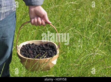 Ein Mann trägt einen Trug gefüllt mit frisch gepflückten Hecke Brombeeren in der englischen Landschaft an einem sonnigen Herbsttag - Herr Stockfoto