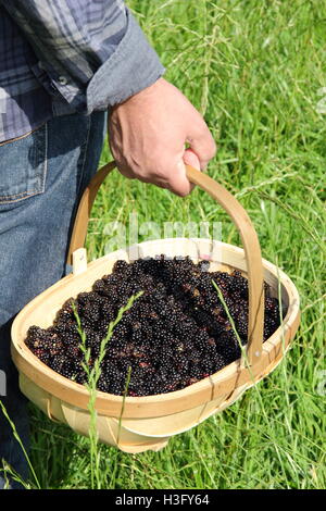 Ein Korb mit frisch gepflückten Hecke Brombeeren in der englischen Landschaft an einem schönen Tag Ende September - Herr Stockfoto