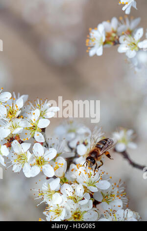 Close Up of Honey Bee Apfelbaum im Frühjahr mit weißen Blüten Stockfoto