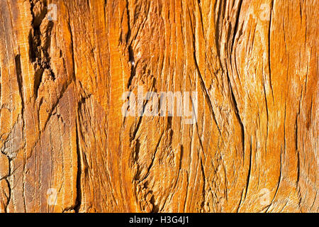 Holzstruktur hautnah. Zusammenfassung Hintergrund. Stockfoto