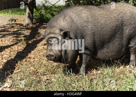 Hippodrom von Belgrad, Serbien - A vietnamesische dickbäuchige Schwein benannte Vasilije Maskottchen der Pferdesport Club-Belgrad Stockfoto