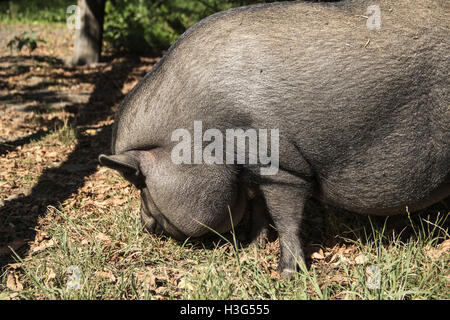 Hippodrom von Belgrad, Serbien - A vietnamesische dickbäuchige Schwein benannte Vasilije Maskottchen der Pferdesport Club-Belgrad Stockfoto