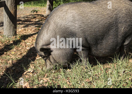 Hippodrom von Belgrad, Serbien - A vietnamesische dickbäuchige Schwein benannte Vasilije Maskottchen der Pferdesport Club-Belgrad Stockfoto