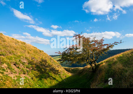 Weißdorn-Baum auf den Wällen von Caer Caradoc Eisenzeit Wallburg in der Nähe von Kapelle Rasen, Clun, Shropshire, England, UK Stockfoto