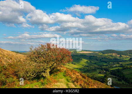 Weißdorn-Baum auf den Wällen von Caer Caradoc Eisenzeit Wallburg in der Nähe von Kapelle Rasen, Clun, Shropshire, England, UK Stockfoto