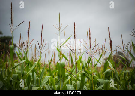 Mais, auch bekannt als Mais, Getreide wächst in einem Bauern-Feld. Stockfoto