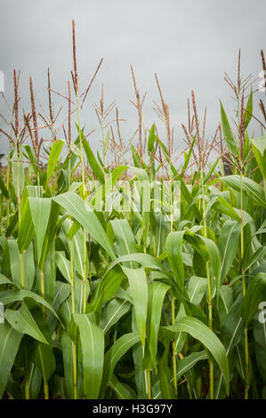 Mais, auch bekannt als Mais, Getreide wächst in einem Bauern-Feld. Stockfoto