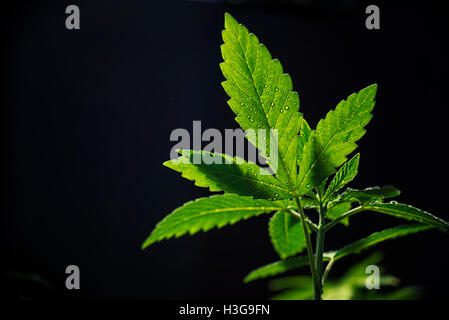 Detail der Marihuana-Pflanze Blatt mit Wassertropfen auf schwarzem Hintergrund isoliert Stockfoto