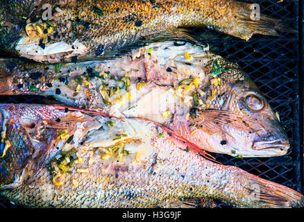 Frische Red Snapper mit Kräutern und Gewürzen auf dem grill Stockfoto