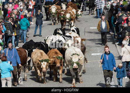 Oberried, Deutschland. 8. Oktober 2016. Ein Spaziergang durch die Stadt während der traditionellen Viehabtrieb zeremoniellen Rinder Kühe fahren im Schwarzwald in Oberried, Deutschland, 8. Oktober 2016. Rund zwei Wochen nach dem Ende des Sommers, Bauern bringen ihr Vieh von den Feldern und führte hinab ins Tal zusammen. Foto: PATRICK SEEGER/DPA/Alamy Live-Nachrichten Stockfoto