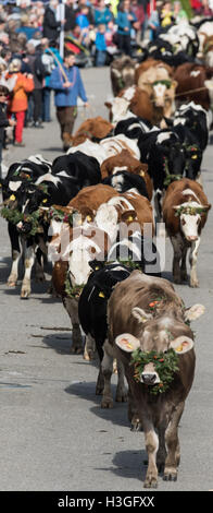 Oberried, Deutschland. 8. Oktober 2016. Ein Spaziergang durch die Stadt während der traditionellen Viehabtrieb zeremoniellen Rinder Kühe fahren im Schwarzwald in Oberried, Deutschland, 8. Oktober 2016. Rund zwei Wochen nach dem Ende des Sommers, Bauern bringen ihr Vieh von den Feldern und führte hinab ins Tal zusammen. Foto: PATRICK SEEGER/DPA/Alamy Live-Nachrichten Stockfoto