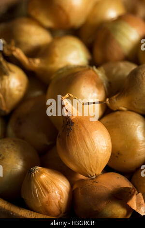 Organische Rohstoffe gelbe Perlzwiebeln bereit zum Kochen Stockfoto