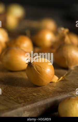 Organische Rohstoffe gelbe Perlzwiebeln bereit zum Kochen Stockfoto