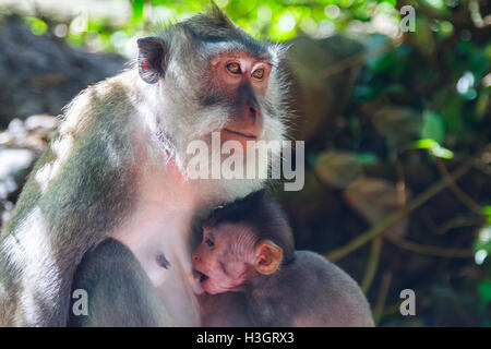 Long-tailed Macaque (Macaca Fascicularis) weiblich und Baby. Stockfoto