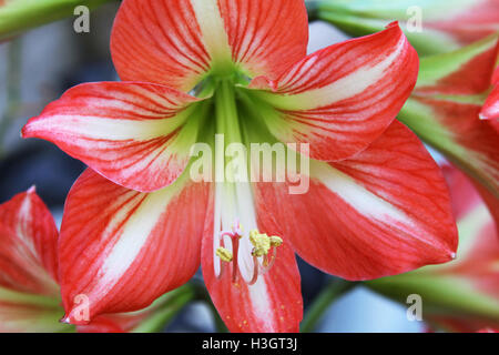 Nahaufnahme eines einzigen orange-weiße Amaryllis Blume Stockfoto