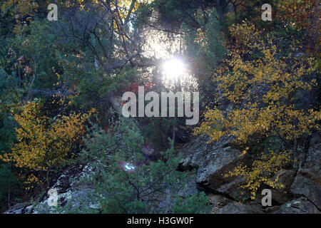 Sonne durch die Bäume im Wald, im Herbst sichtbar Stockfoto