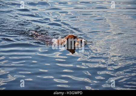 Brauner Labrador Retriever liebt das Wasser, holen einen Stock, Schwimmen in einem See von Schweden Stockfoto