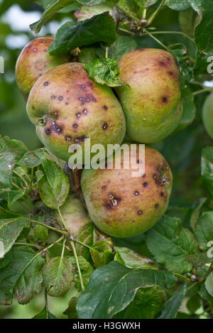 Kleine diskrete Flecken verursacht durch Apfelschorf Venturia Inaequalis, auf eine Gruppe von reifen Äpfeln, Berkshire, September Stockfoto