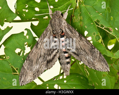 Eine weibliche Convolvulus Hawk Moth, Agrius Convolvuli, Flügel teilweise offen zeigen Underwing, Berkshire, Oktober Stockfoto