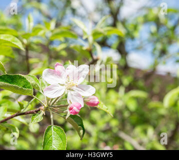 Apple-Blume. Nahaufnahme des Schusses Blume im Garten. Stockfoto