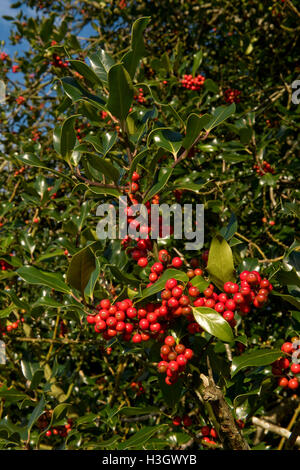 Reife rote Stechpalme Beeren auf dem Baum bei Sonnenschein am Nachmittag im Herbst, bereit für Weihnachten oder Wildvögeln Stockfoto