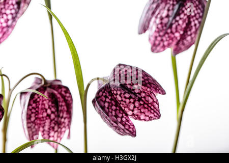 Nahaufnahme von Beautifil Purpur Fritillaria Meleagris Blumen auf weißem Hintergrund Stockfoto