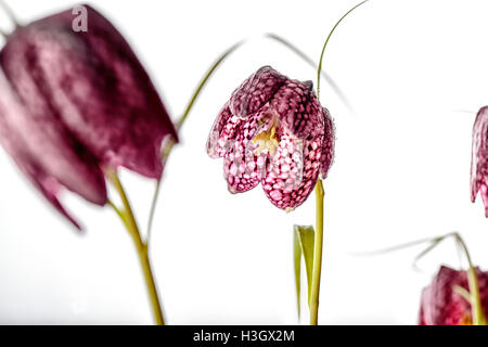 Nahaufnahme von Beautifil Purpur Fritillaria Meleagris Blumen auf weißem Hintergrund Stockfoto