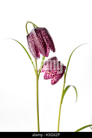 Nahaufnahme von Beautifil Purpur Fritillaria Meleagris Blumen auf weißem Hintergrund Stockfoto