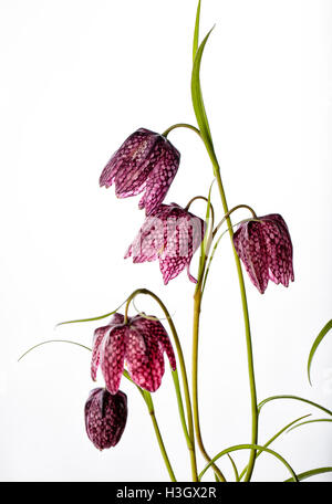 Nahaufnahme von Beautifil Purpur Fritillaria Meleagris Blumen auf weißem Hintergrund Stockfoto