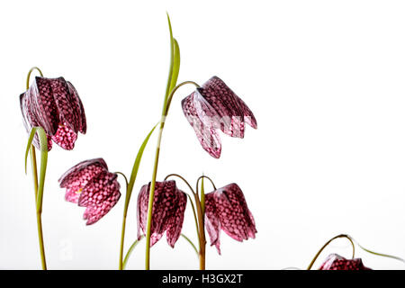 Nahaufnahme von Beautifil Purpur Fritillaria Meleagris Blumen auf weißem Hintergrund Stockfoto